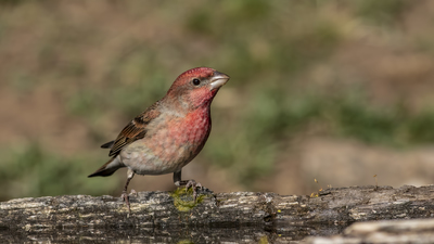 Çütre - Carpodacus erythrinus kuş fotoğrafı