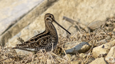 Suçulluğu - Gallinago gallinago kuş fotoğrafı