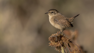 Çıtkuşu (Troglodytes troglodytes) - Çorum / Merkez kuş fotoğrafı