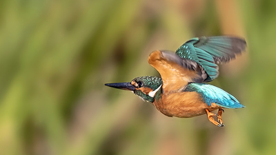 Yalıçapkını - Alcedo atthis kuş fotoğrafı