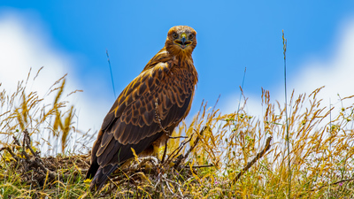 Kızıl Şahin - Buteo rufinus kuş fotoğrafı