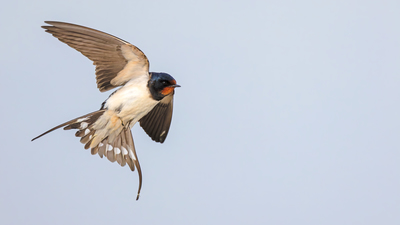Kır Kırlangıcı (Hirundo rustica) - Ankara / Gölbaşı kuş fotoğrafı