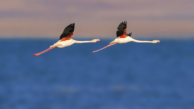 Flamingo