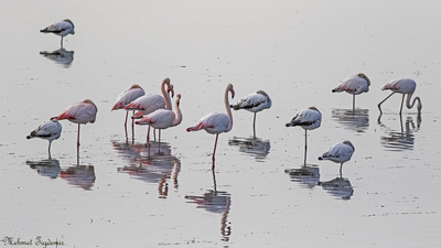 Flamingo - Phoenicopterus roseus kuş fotoğrafı