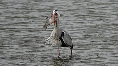 Gri balıkçıl (Ardea cinerea) - Balıkesir / Manyas kuş fotoğrafı