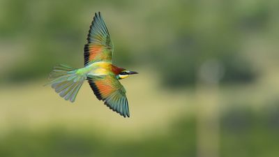 Arıkuşu - Merops apiaster kuş fotoğrafı