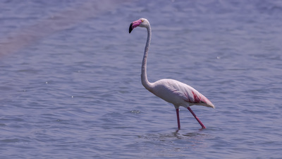 Flamingo (Phoenicopterus roseus) - Balıkesir / Ayvalık kuş fotoğrafı