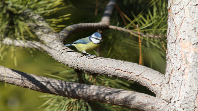 Mavi Baştankara - Cyanistes caeruleus kuş fotoğrafı