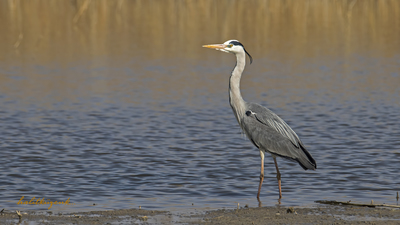 Gri balıkçıl (Ardea cinerea) - Ankara / Gölbaşı kuş fotoğrafı