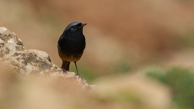 Kara Kızılkuyruk - Phoenicurus ochruros kuş fotoğrafı