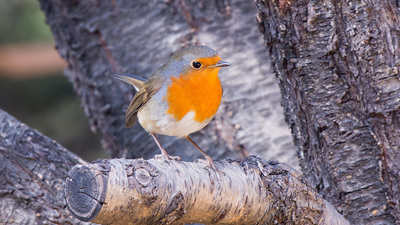 Kızılgerdan - Erithacus rubecula kuş fotoğrafı