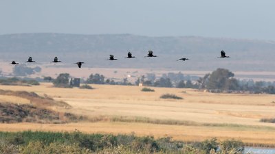 Çeltikçi - Plegadis falcinellus kuş fotoğrafı
