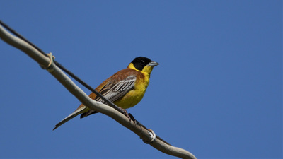 Karabaşlı Çinte (Emberiza melanocephala) - Nevşehir / Merkez kuş fotoğrafı