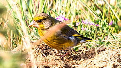 Florya (Chloris chloris) - Kırklareli / Merkez kuş fotoğrafı