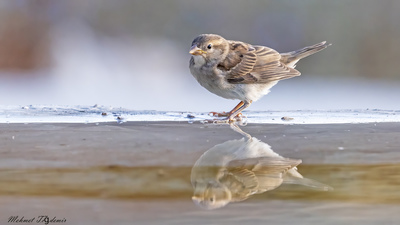 Serçe - Passer domesticus kuş fotoğrafı