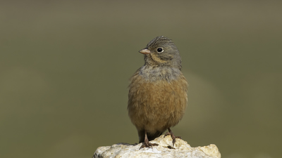 Kızıl Kirazkuşu - Emberiza caesia kuş fotoğrafı