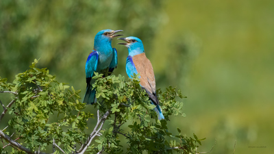 Gökkuzgun - Coracias garrulus kuş fotoğrafı