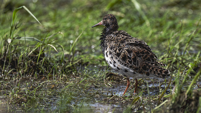 Dövüşkenkuş - Calidris pugnax kuş fotoğrafı