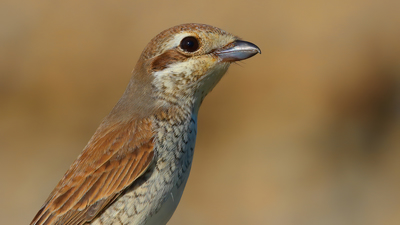 Kızılsırtlı Örümcekkuşu (Lanius collurio) - Malatya / Battalgazi kuş fotoğrafı