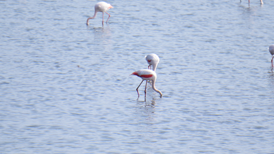 Flamingo