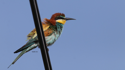 Arıkuşu - Merops apiaster kuş fotoğrafı