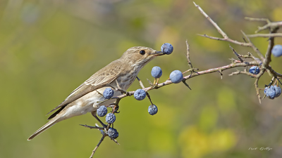 Benekli Sinekkapan (Muscicapa striata) - İstanbul / Beykoz kuş fotoğrafı