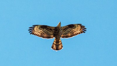 Arı Şahini