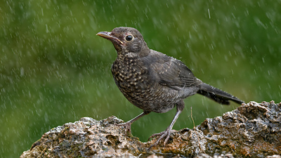 Karatavuk (Turdus merula) - Denizli / Merkezefendi kuş fotoğrafı