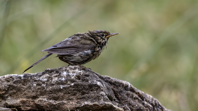 Ağaç İncirkuşu - Anthus trivialis kuş fotoğrafı