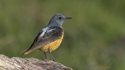 Taşkızılı - Monticola saxatilis kuş fotoğrafı