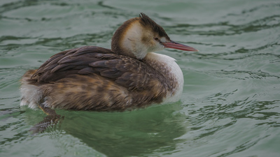 Bahri (Podiceps cristatus) - İstanbul / Arnavutköy kuş fotoğrafı
