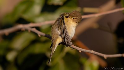Çıvgın - Phylloscopus collybita kuş fotoğrafı
