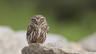 Kukumav (Athene noctua) - İstanbul / Pendik kuş fotoğrafı