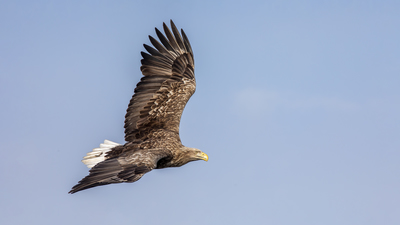 Akkuyruklu kartal (Haliaeetus albicilla) - - / - kuş fotoğrafı