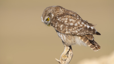 Kukumav - Athene noctua kuş fotoğrafı