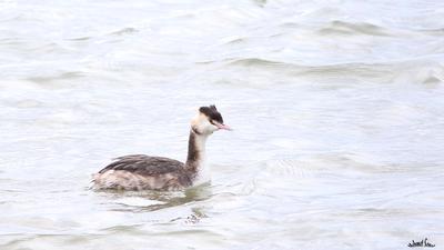 Bahri - Podiceps cristatus kuş fotoğrafı