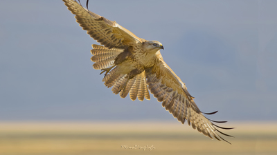 Kızıl Şahin (Buteo rufinus) - Erzurum / Aziziye kuş fotoğrafı