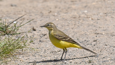 Sarı Kuyruksallayan - Motacilla flava kuş fotoğrafı
