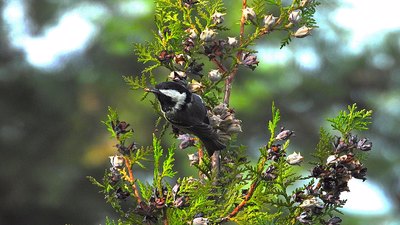 Çam Baştankarası - Periparus ater kuş fotoğrafı