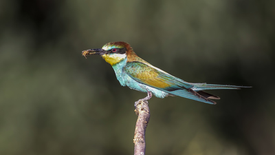 Arıkuşu - Merops apiaster kuş fotoğrafı