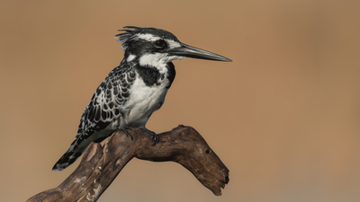 Alaca yalıçapkını (Ceryle rudis) - Adana / Karataş kuş fotoğrafı