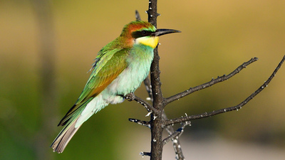 Arıkuşu - Merops apiaster kuş fotoğrafı