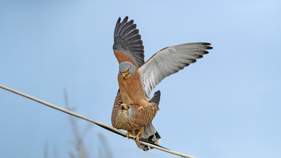 Küçük Kerkenez - Falco naumanni kuş fotoğrafı
