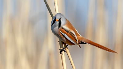 Bıyıklı Baştankara - Panurus biarmicus kuş fotoğrafı