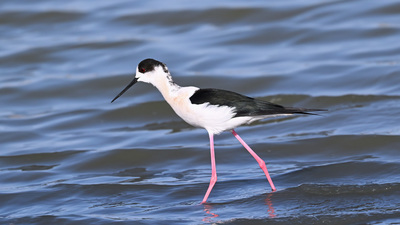 Eshaklarida bodringli qizlar