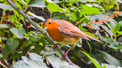 Kızılgerdan (Erithacus rubecula) - Kırklareli / Kofçaz kuş fotoğrafı