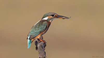 Yalıçapkını - Alcedo atthis kuş fotoğrafı