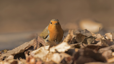 Kızılgerdan - Erithacus rubecula kuş fotoğrafı