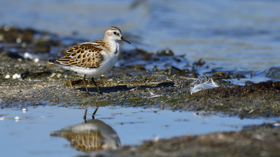 Küçük Kumkuşu - Calidris minuta kuş fotoğrafı