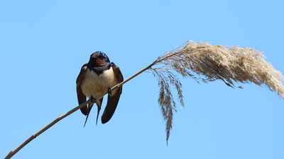 Kır kırlangıcı (Hirundo rustica) - Malatya / Battalgazi kuş fotoğrafı